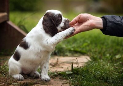 Hướng dẫn huấn luyện cách dạy chó bắt tay hiệu quả nhất hiện nay