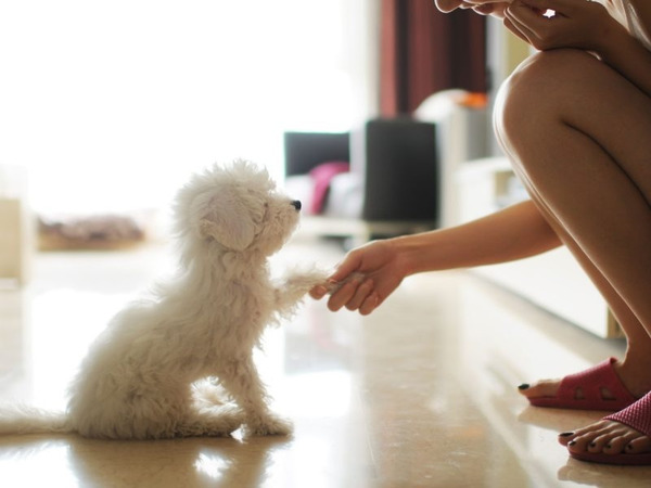Làm thế nào để củng cố kỹ năng bắt tay của chó