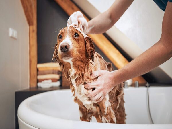 Chuẩn bị kỹ lưỡng trước khi tắm cho chó vào mùa đông