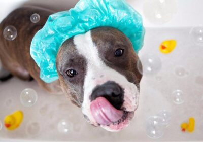 Cách tắm cho chó vào mùa đông - Giải pháp an toàn và hiệu quả cho thú cưng