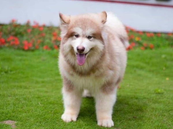 Giới thiệu tổng quan về chó Alaska hồng phấn