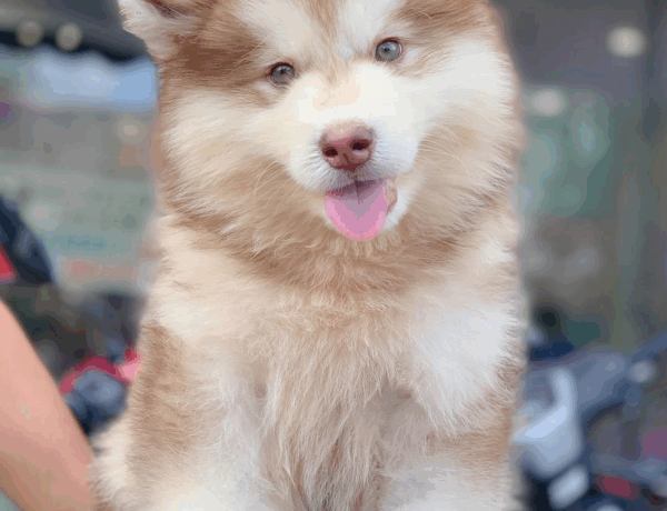 Đặc điểm nhận dạng chó Alaska hồng phấn