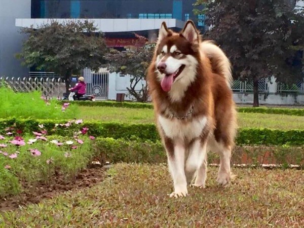 Tổng quan về Chó Alaska nâu đỏ