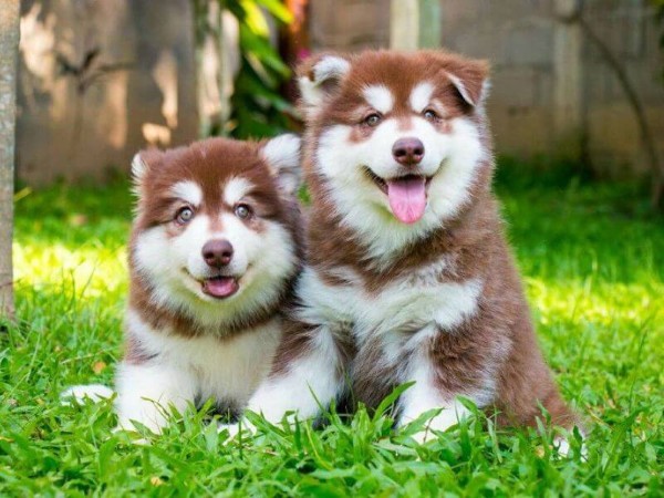 Tính cách và ứng dụng thực tiễn của Chó Alaska nâu đỏ