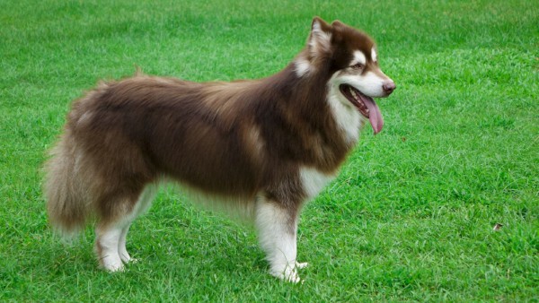 Tư vấn mua Chó Alaska nâu đỏ uy tín