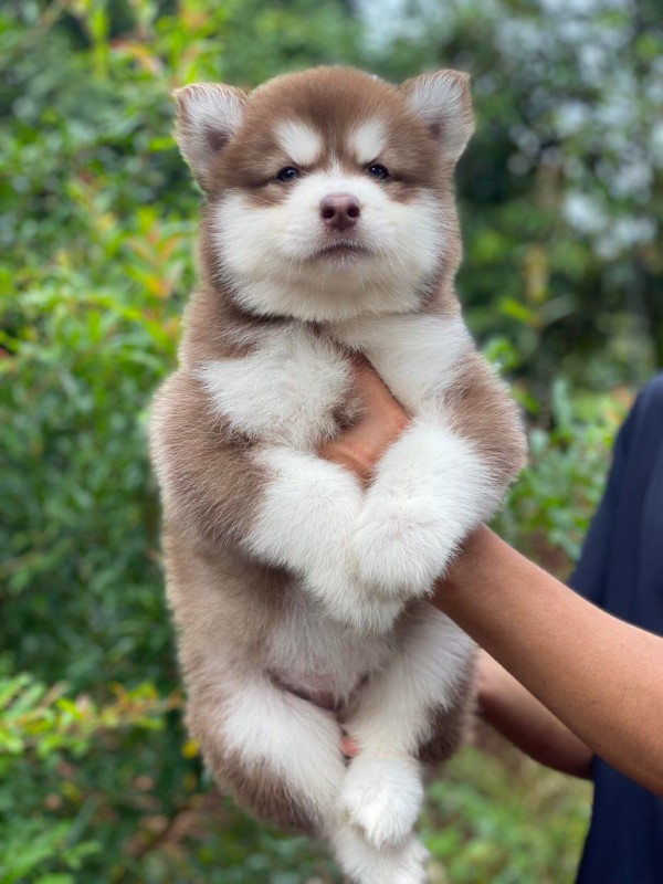 Cách chăm sóc Chó Alaska nâu đỏ