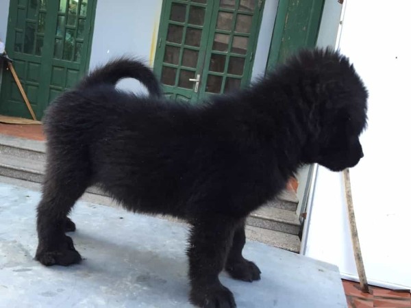Mức giá và chi phí nuôi chó Bắc Hà Đen Tuyền