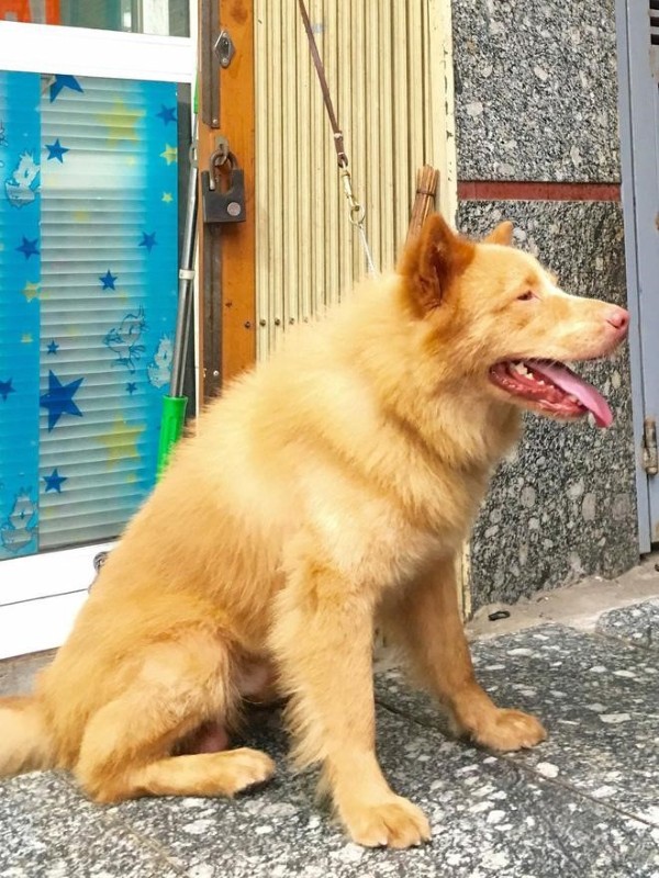 Giới thiệu tổng quan về chó Bắc Hà vàng