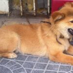 Hướng dẫn chăm sóc chó Bắc Hà vàng