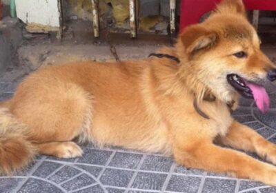 Hướng dẫn chăm sóc chó Bắc Hà vàng