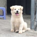 Tính cách của chó Bắc Hà xù trắng