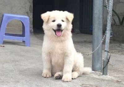 Tính cách của chó Bắc Hà xù trắng