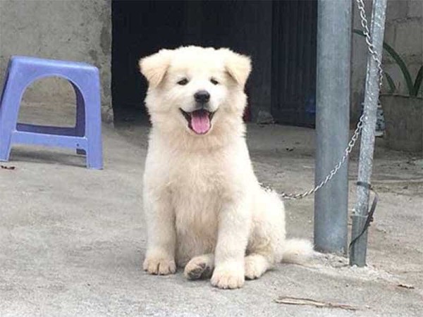 Tính cách của chó Bắc Hà xù trắng