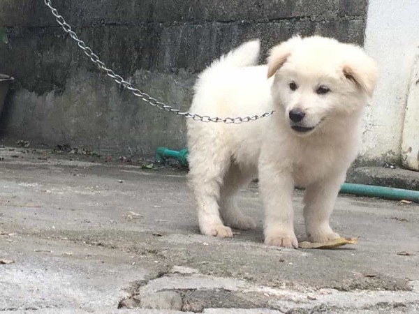 Hướng dẫn chăm sóc chó Bắc Hà xù trắng