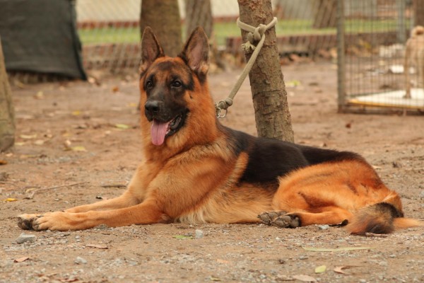 Giá bán và kinh nghiệm chọn mua chó Becgie Đức