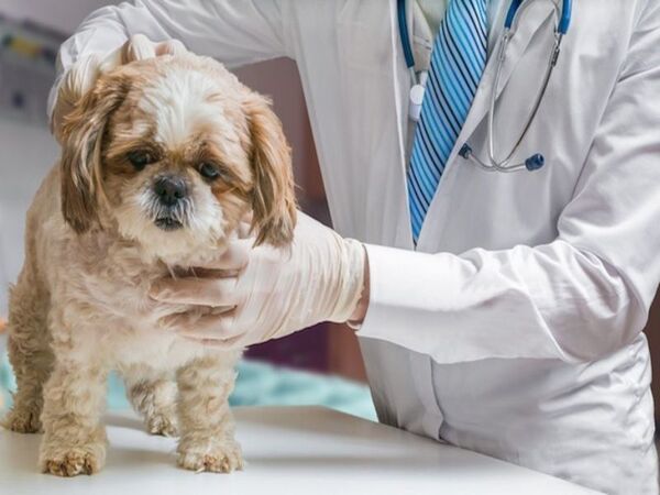 Cách chăm sóc cho bị chướng bụng trong và sau điều trị