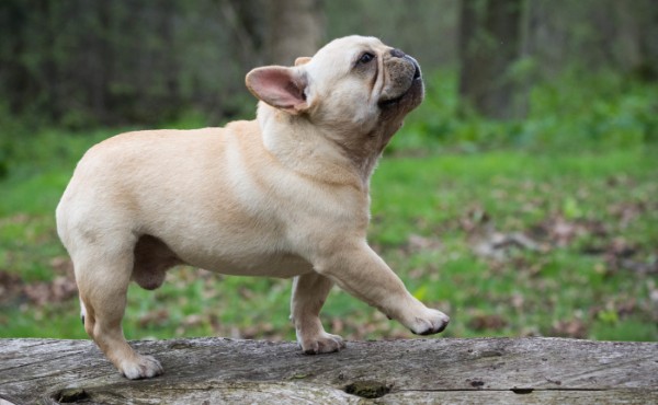Đặc điểm nhận dạng chó Bull Pháp thuần chủng