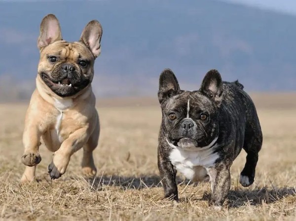 Huấn luyện chó Bull Pháp hiệu quả