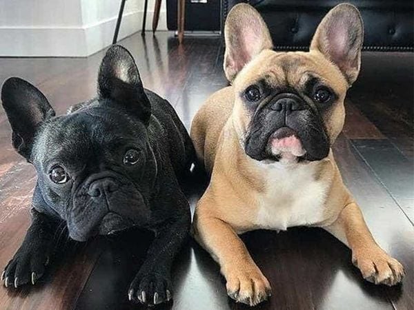 Chó Bull Pháp với cuộc sống tại Việt Nam
