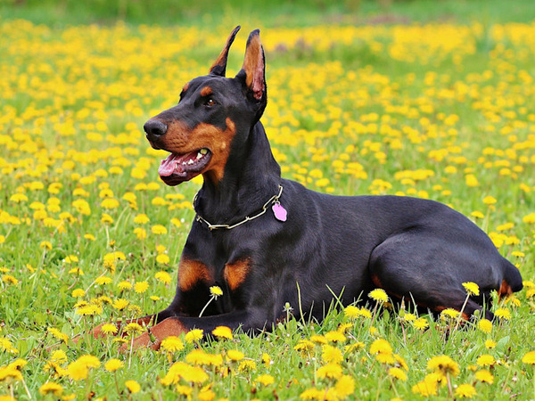 Doberman Pinscher – Đầy năng lượng và trung thành