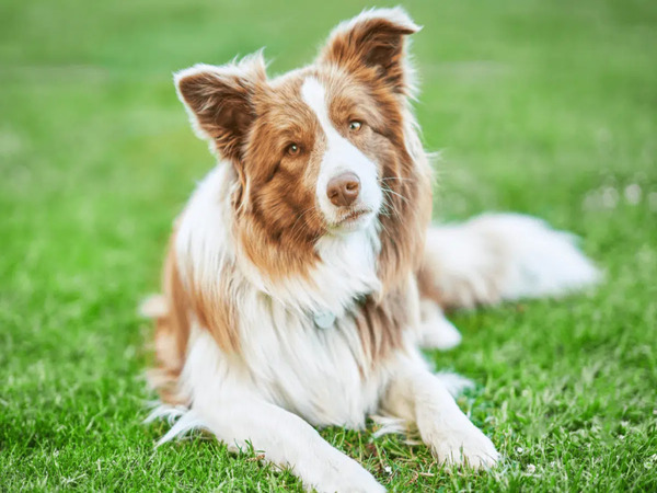 Border Collie – Thông minh, nhanh nhẹn