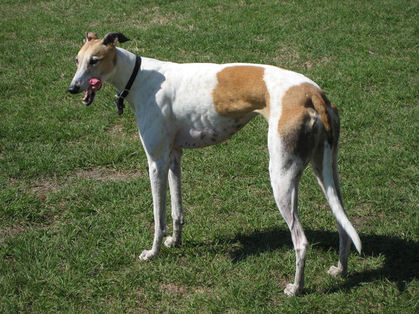 Greyhound – “Vua tốc độ” loài chó