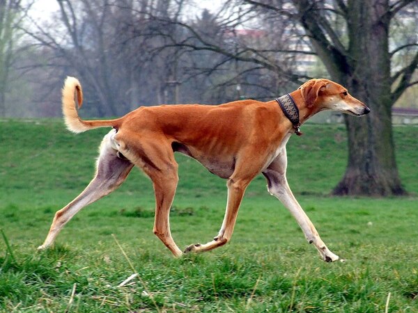 Saluki – Quý tộc tốc độ của Trung Đông