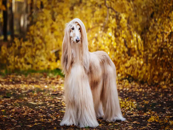 Afghan Hound – Tốc độ kèm vẻ đẹp