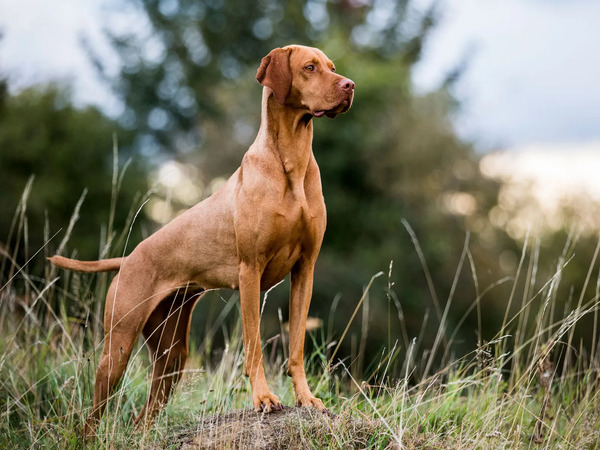 Vizsla – Giống chó săn nhanh nhẹn
