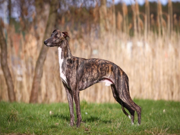 Whippet – Phiên bản tốc độ nhỏ gọn