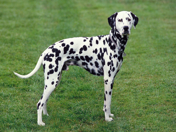 Dalmatian – Chó đồng hành tốc độ