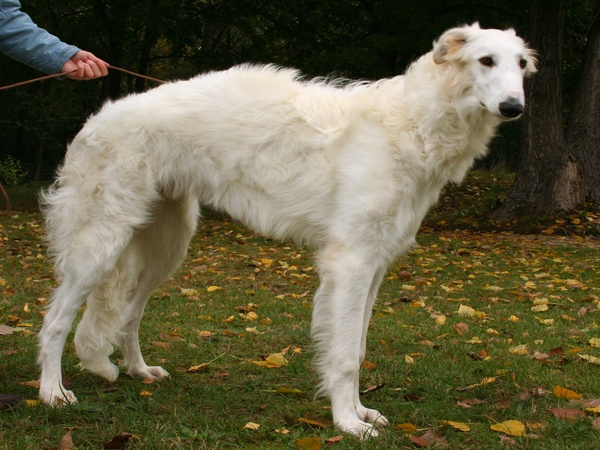 Borzoi – Chó săn sói thanh lịch