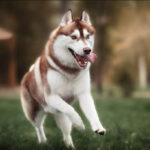 Tổng quan về chó Husky nâu đỏ