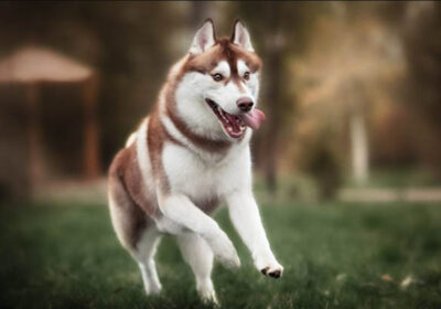 Tổng quan về chó Husky nâu đỏ