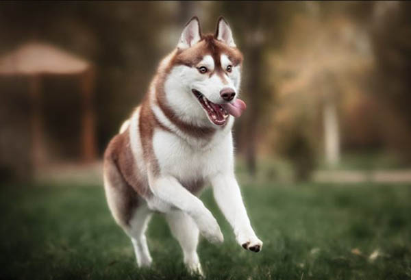 Tổng quan về chó Husky nâu đỏ