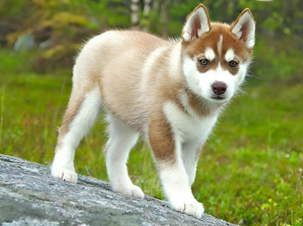 Đặc điểm ngoại hình của chó Husky nâu đỏ