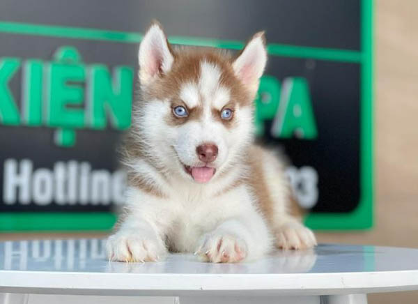 Tính cách và đặc điểm hành vi của Husky nâu đỏ