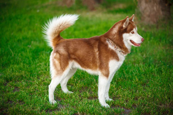 Mua và lựa chọn chó Husky nâu đỏ