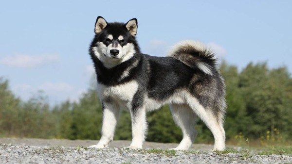 Chó Alaska