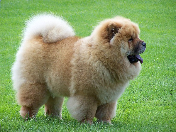 Chó Chow Chow