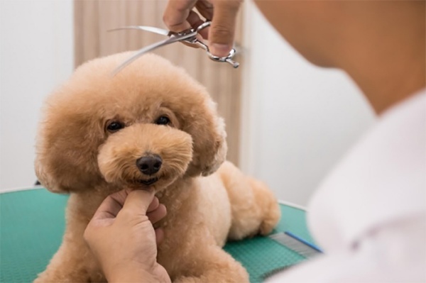 Những điều cần lưu ý khi nuôi chó lông xù