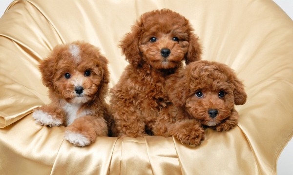 Poodle – "Nữ hoàng" của chó lông xù