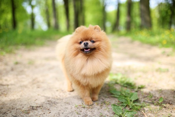 Phốc Sóc (Pomeranian) – "Chú sư tử nhỏ" đáng yêu
