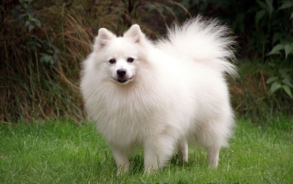 Chó Nhật lông xù (Japanese Spitz)