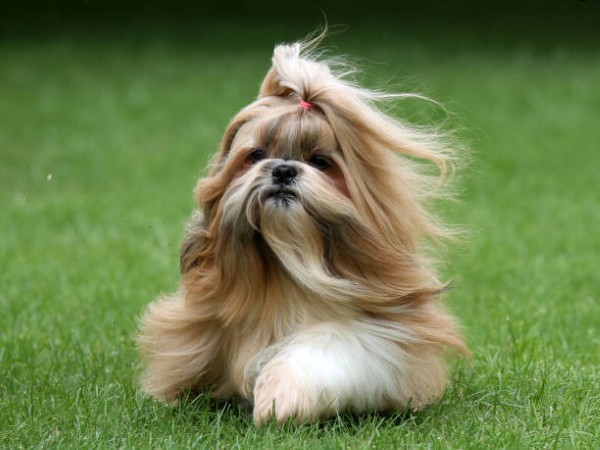 Shih Tzu – "Hoàng tử/ngọc nữ hoàng gia"