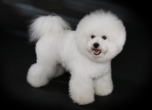 Bichon Frise – "Thiên thần lông trắng"