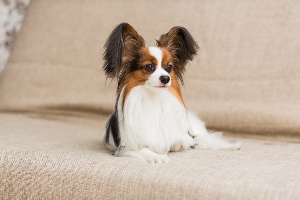 Chó Papillon