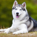 Husky Siberian