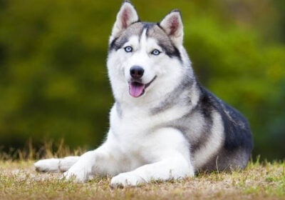 Husky Siberian