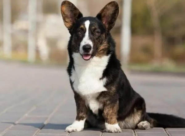 Corgi Cardigan